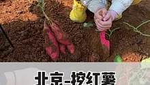 北京找到一个带孩子挖红薯的地方，还有小菜园，太好玩了#秋天是收获的季节 #跟着抖音去探店 #北京周边