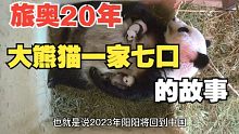 在国外近20年，旅奥大熊猫一家七口的故事！