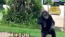 这个神奇动物园有点东西...#动物的迷惑行为 #动物 #南宁动物园 #大猩猩  #搞笑 