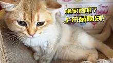 凌晨四点去接猫，刚到家就把它征服了！