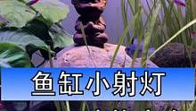 鱼缸小射灯虽然功能强大，但不建议单独使用，毕竟光照范围有限。主要是起到增添意境的效果#鱼缸射灯