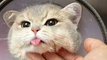 在线等，天天吐舌头卖萌的小猫咪还能要吗