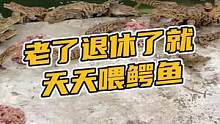 老了退休了就天天喂鳄鱼，可以不#鳄珍 