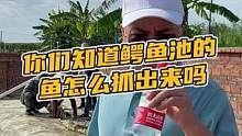 你们想知道鳄鱼池里面的鳄鱼怎么抓出来吗#鳄珍 