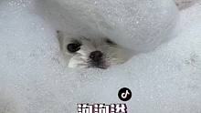 给小可爱来个泡泡浴，顺便再变个妆最后的照片也太可爱了吧！#萌宠出道计划 #变装#茶杯犬#俊介