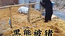黑熊：现在猪都这么凶吗#野生动物零距离 #动物世界 #精彩片段 #神奇动物在抖音 