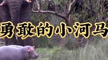 小河马捍卫领地，居然跟大象对峙#动物世界 #野生动物零距离 #精彩片段 #神奇动物在抖音 