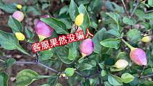 花30元买了一颗辣椒苗，想不到一颗能结500多个，客服果然没骗人