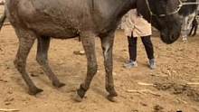 发情驴拐的踉跄！16.8元买下林东灰驴回家就瘸，切开蹄子咋回事？#毛驴修蹄 #修驴蹄 #解压 #手艺