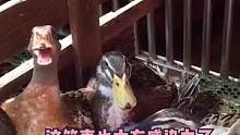 #搞笑  #动物迷惑行为大赏  怎么还混进去只鹅？#娱乐评论大赏 