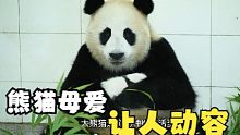 熊猫妈妈实在累得不行了想躺一会儿，听到熊猫宝宝的叫声立马起身！