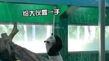 #熊猫是有点功夫在身上的 熊猫：瞧你那没见过世面的样子