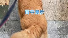和大金毛来一次浪漫的雨中漫步。