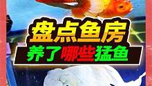 135平鱼房都养了哪些猛鱼，盘点一下大吃一惊，这才是五分之一 #观赏鱼 #银龙鱼 #水族 