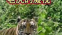 来自老虎的凝视#动物世界 #精彩片段 #野生动物零距离 #老虎 #万物皆有灵性 