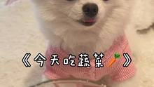 今天减减肥 吃点蔬菜吧#日常投喂 #萌宠日常记录 #狗狗 #宠物吃播