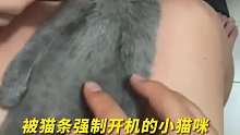 被猫条强制开机的小猫咪 网友：吃货界楷模