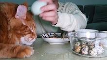沉浸式吃一个蛋，消耗一只猫