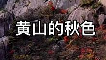 黄山的秋色也太美了吧 色彩斑斓 层林尽染 #黄山