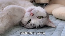 有一群可爱猫咪陪伴，日子都变得闪闪发光了