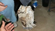 求助人路边捡到的猫头鹰，听说它不会飞……不会飞！！！