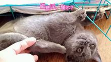 救助的残疾小蓝猫爬出笼子飞奔，全程不会用腿走路，又可乐又可怜