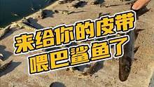 来给你的皮带喂巴鲨鱼了#鳄珍 