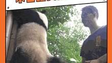 #熊猫 ：会不会做事？不会做就换人#搞笑 