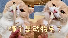 小猫咪当起了鉴毛师！家里的刷子真的有区别！