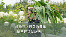【海妈园艺课堂】轻松开花上百朵的昙花，随手扦插就能活