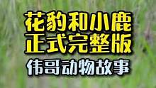 花豹和小鹿完整版。结局令人震惊？#万万没想到 #反转 #动物世界