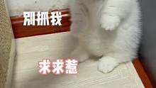 我的头可不是面团捏的#小奶猫的成长日记 #家有傻猫 #萌宠 #曼基康矮脚 #猫咪的迷惑行为