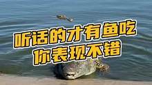 你表现不错，听话的才有鱼吃#鳄珍 