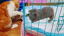 两只被救助的小猫终于不装了，隔着笼子大打出手，残疾小猫真拼命