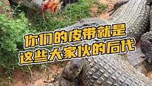 你们的皮带就是这些大家伙的后代#鳄珍 