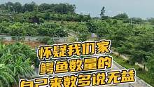 怀疑我们家鳄鱼数量的，自己来数多说无益#鳄珍 #源头实力厂家