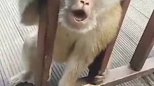 猴子：你TM贱蹄子是不？
