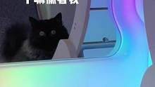 小猫咪真自恋，跑步还要照镜子的#猫咪的迷惑行为 #家有傻猫 #米努特矮脚猫 #吸猫 #萌宠