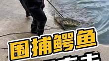 围捕鳄鱼,现场直击#鳄鱼 #鳄鱼养殖场 #鳄珍