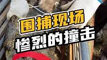 心疼鳄鱼，围捕现场惨烈的撞击#鳄鱼养殖场 #鳄鱼 #鳄珍