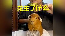 豚鼠宝宝：花生了什么？！