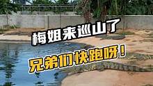 快跑啊，梅姐来巡山了！#鳄珍 #鳄鱼 #鳄鱼养殖场 