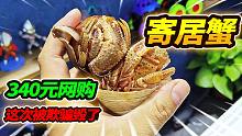 340元网购4斤寄居蟹，捡漏价值870多的宠物，开箱后直接崩溃到哭