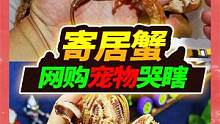 340元网购4斤寄居蟹，捡漏价值870多的宠物，开箱后直接崩溃到哭 #网购 #寄居蟹 #宠物 