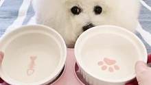 必须给家长们推荐这款宠物陶瓷碗，光滑好清洗、自重大很稳当，很适合给狗狗当粮碗水碗哦#狗狗 #养宠人的