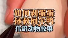 解压视频，告诉修牛蹄、洗地毯和抠藤壶的，今天剥鸭蛋过不去了！#万物皆有灵性 #萌宠 #治愈系 #柯尔