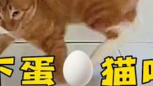 猫：除了胖没啥才艺，就给你们表演下蛋猫咪吧！ #猫咪的迷惑行为 #搞笑视频 #搞笑配音