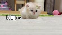 不扶我起来还笑我，我要离家出走#米努特矮脚猫 #萌宠 #小奶猫的成长日记 #家有傻猫 #吸猫