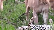 花豹本想找一个靠山，不想因此丢了命#动物世界 #野生动物零距离 #神奇动物在抖音 #精彩片段 