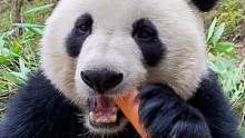 下山吃萝卜#大熊猫 #关爱国宝熊猫